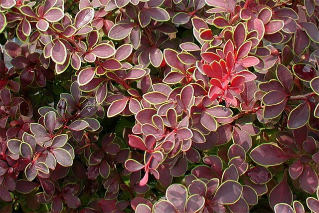 Berberys Thunberga Coronita Berberis thunbergii C2