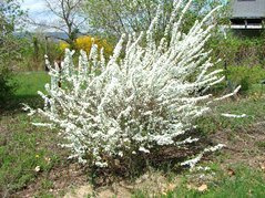 Tawuła śliwolistna Spiraea prunifolia C3