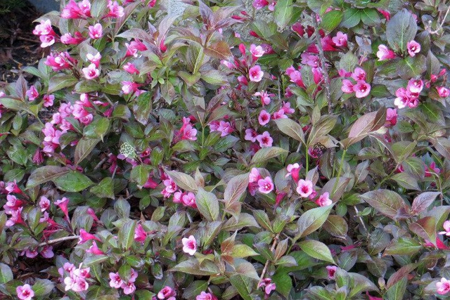Krzewuszka cudowna Tango Weigela C2