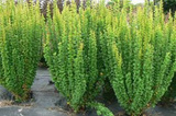 Berberys Thunberga Erecta Berberis thunbergii C2
