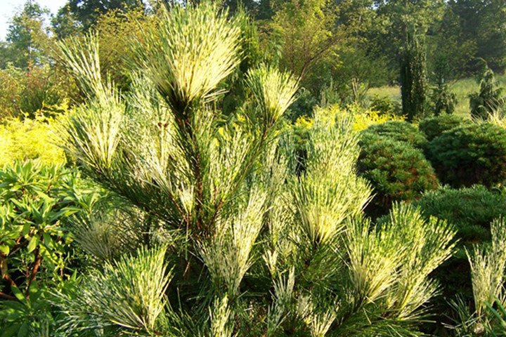 Sosna gęstokwiatowa Oculus Drakonis Pinus densiflora