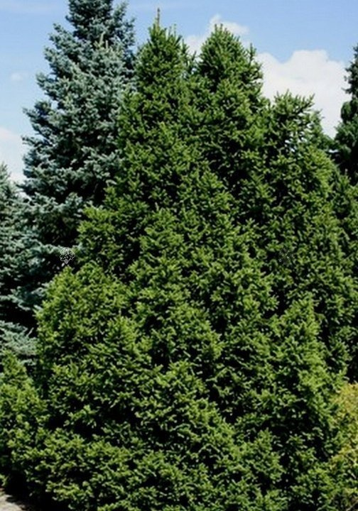 Świerk pospolity Will's Zwerg Picea abies C3