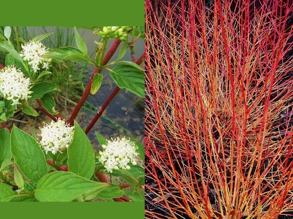 Dereń świdwa Winter Beauty Cornus sanguinea C3