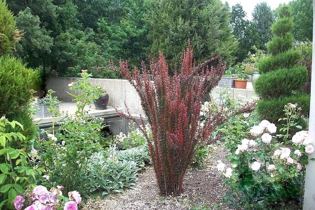 Berberys Thunberga Helmond Pillar Berberis thunbergii C2