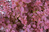 Berberys Thunberga Coronita Berberis thunbergii C2