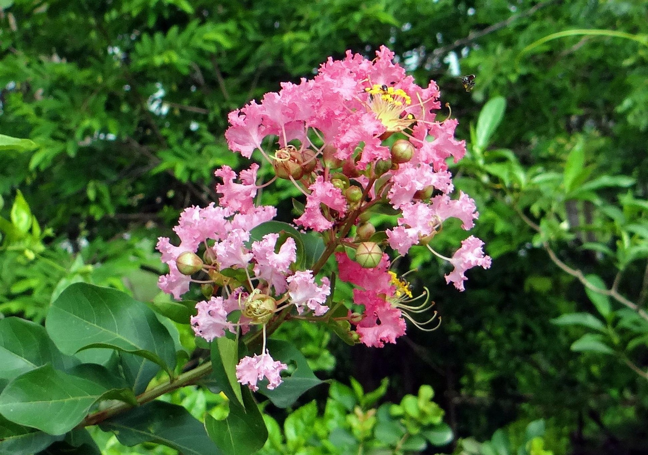 Lagerstroemia indyjska Eveline PBR Lagerstroemia indica P9