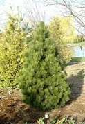 Sosna bośniacka Malinki Pinus leucodermis C5