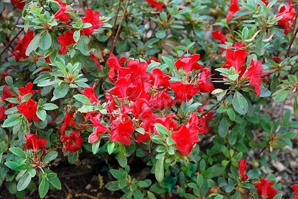 Azalia japońska Fridoline Rhododendron obtusum C2
