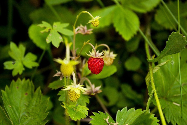 Poziomka pospolita Rugia Fragaria vesca P9