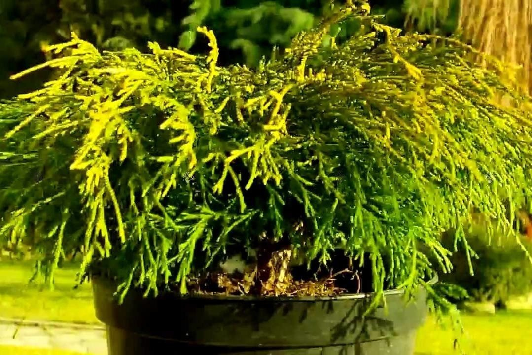 Cyprysik groszkowy Sungold Chamaecyparis pisifera C2