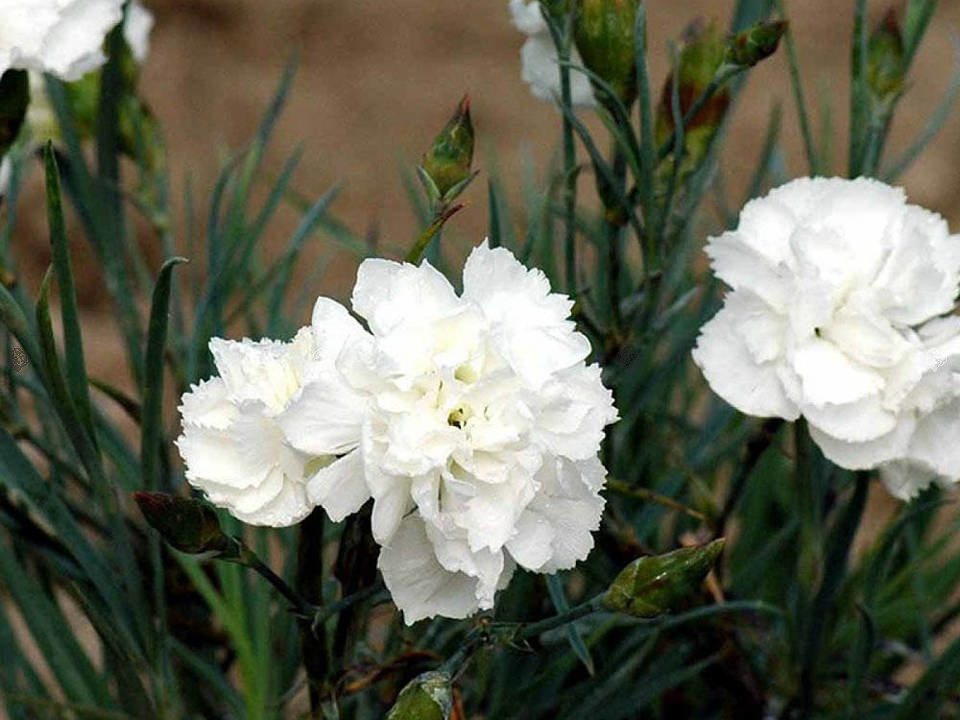 Goździk Haytor White Dianthus plumarius C2