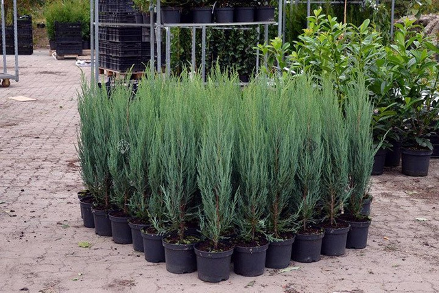 Jałowiec skalny Skyrocket Juniperus scopulorum C2