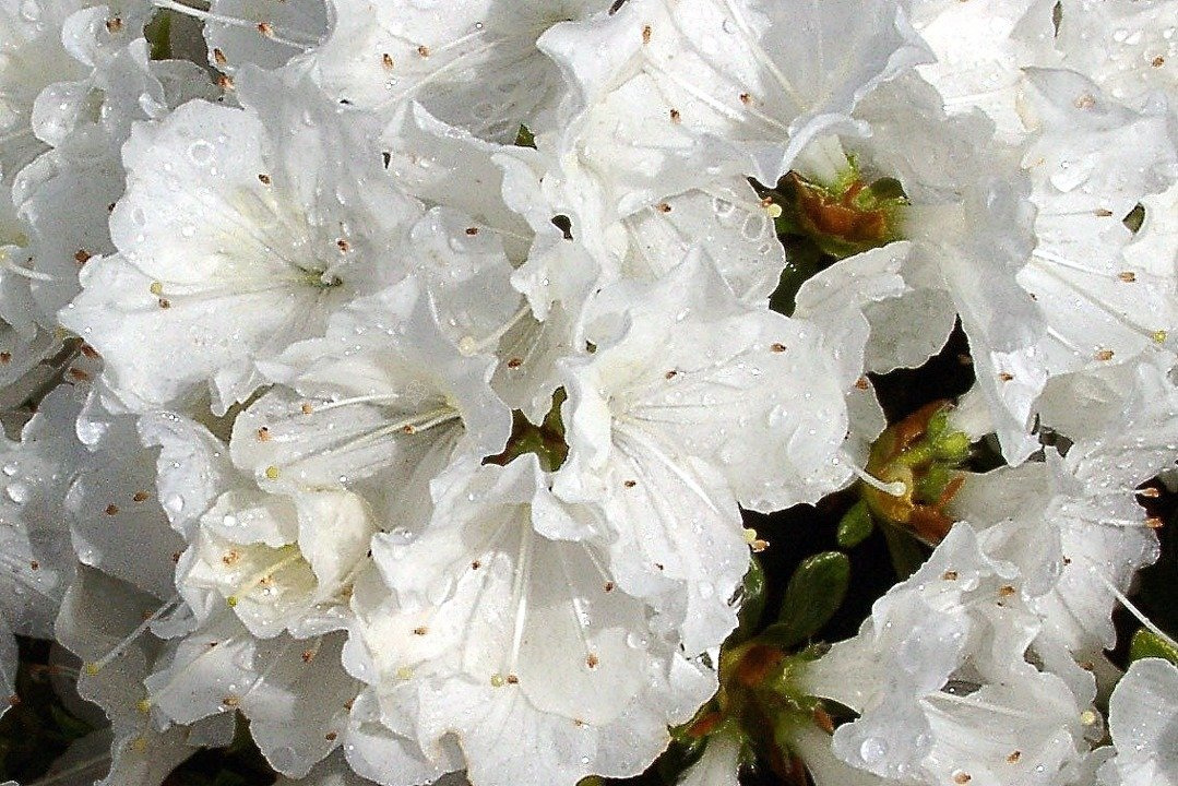 Azalia japońska Panda Rhododendron obtusum C2