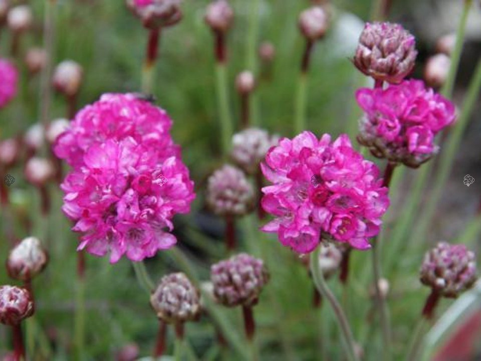 Zawciąg nadmorski Rubra Armeria maritima P9