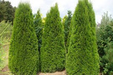 Tuja Szmaragd Thuja Smaragd occidentalis P9