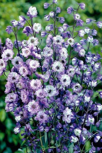 Ostróżka ogrodowa La Boheme Delphinium elatum C2