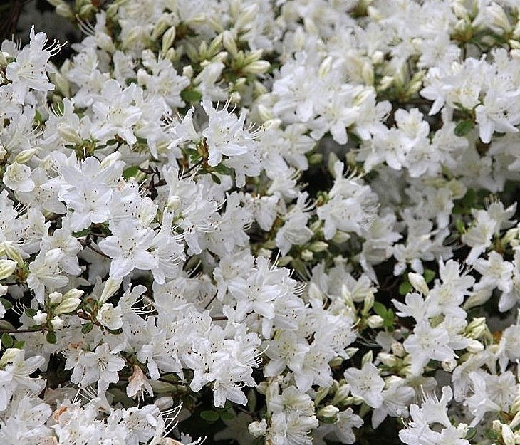 Azalia japońska Schneewitchen Rhododendron obtusum C2
