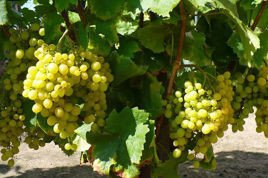 Winorośl Arkadia Vitis C2