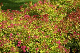 Tawuła japońska Magic Carpet PBR Spiraea japonica C3