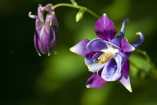 Orlik alpejski Aquilegia alpina P9