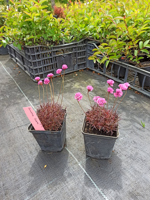 Zawciąg nadmorski Rubra Armeria maritima P9