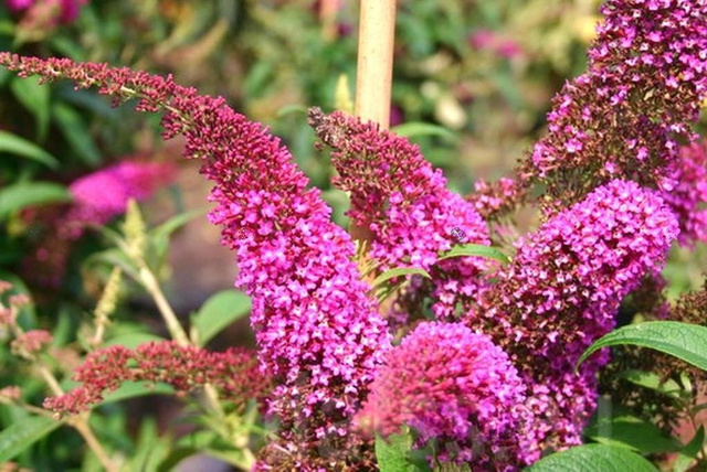 Budleja Davida Summer Beauty Buddleja davidii C3