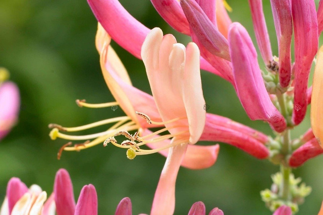 Wiciokrzew Heckrotta American Beauty Lonicera heckrottii P9