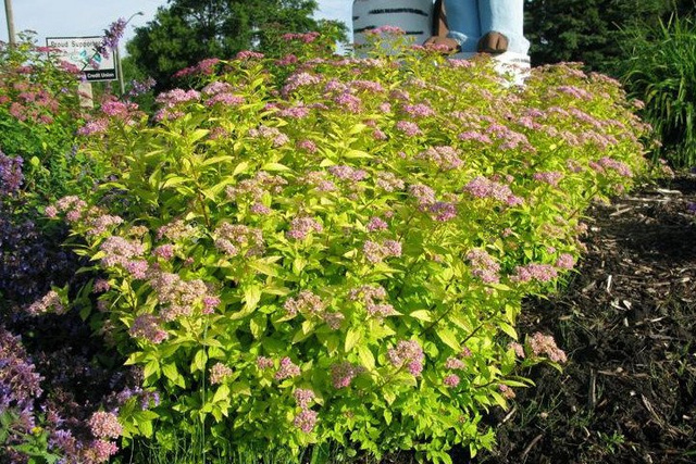 Tawuła japońska Goldmound Spiraea japonica C2