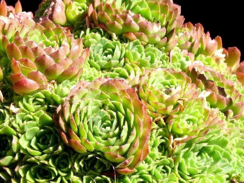 Rozularia płaskolistna Rosularia platyphylla P9