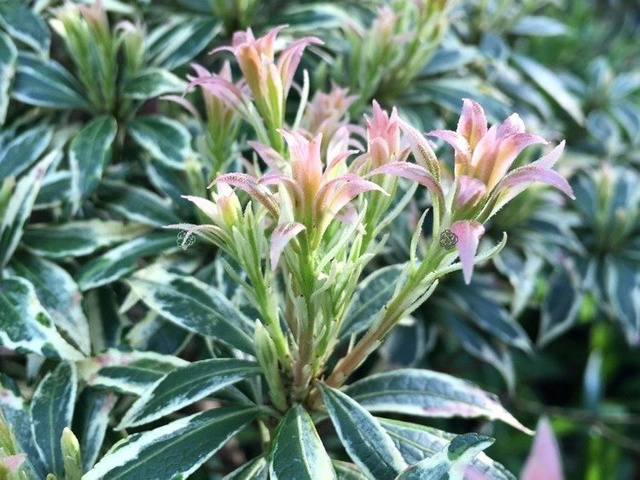 Pieris japoński White Rim Pieris japonica C1,5
