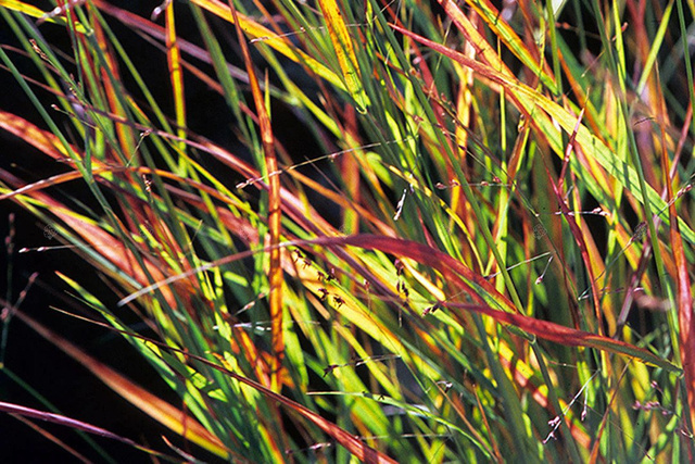 Proso rózgowate Rotstrahlbusch Panicum virgatum C2