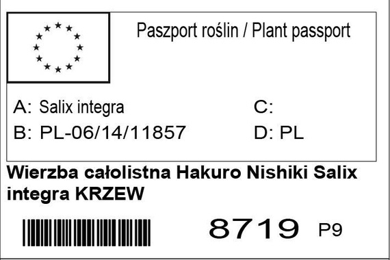 Wierzba całolistna Hakuro Nishiki Salix integra KRZEW