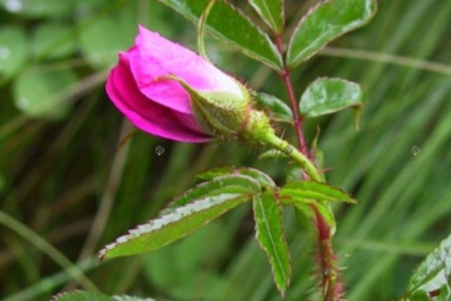 Róża błyszcząca Rosa nitida P9
