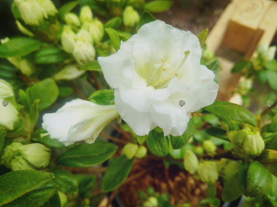 Azalia japońska Eisprinzessin PBR Rhododendron obtusum C2