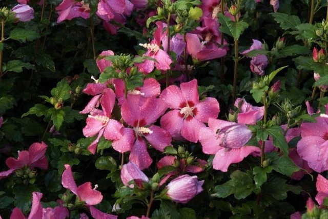 Ketmia syryjska Pink Giant Hibiscus syriacus C2