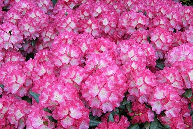 Różanecznik jakuszimański Fantastica Rhododendron yakushimanum C2