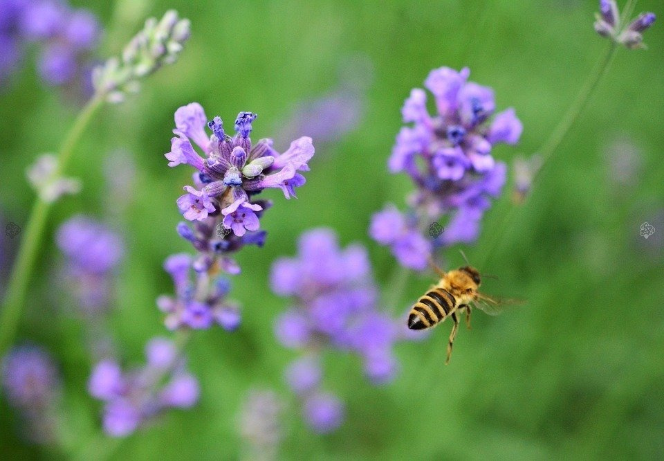 Lawenda wąskolistna Brabants Lust Lavandula angustifolia P9