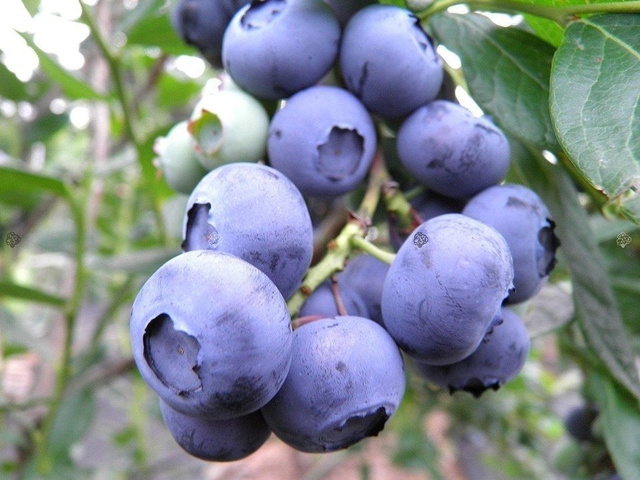 Borówka amerykańska Chandler Vaccinium corymbosum P9