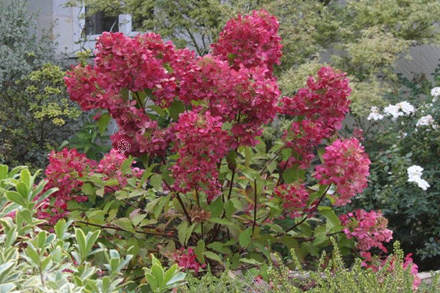 Hortensja bukietowa Wims Red PBR Hydrangea paniculata C3