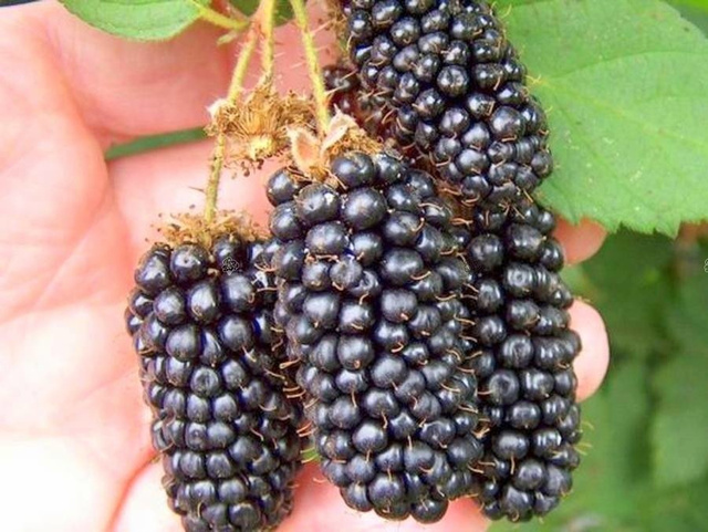 Jeżyna bezkolcowa Black Butte Rubus fruticosus C5