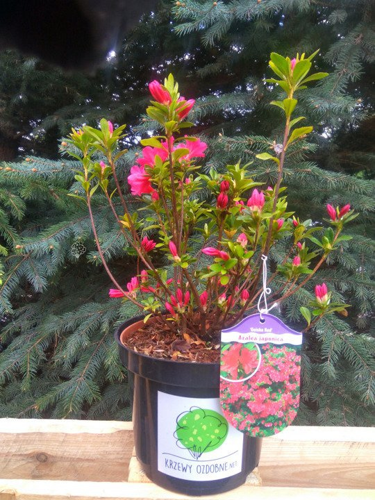 Azalia japońska Geisha Red Rhododendron obtusum C2