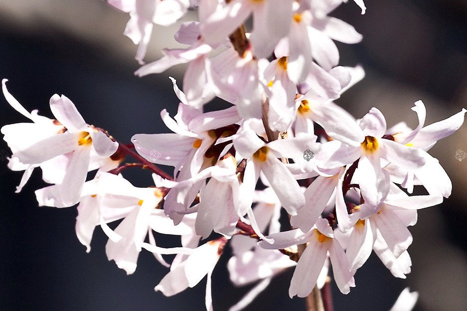 Abeliofylum koreańskie Abeliophyllum distichum C2