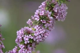 Budleja skrętolistna Buddleja alternifolia P9