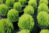 Tuja Danica Thuja occidentalis P9