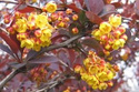 Berberys ottawski Superba Berberis ottawensis C3