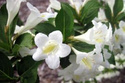Krzewuszka Bristol Snowflake Weigela P9