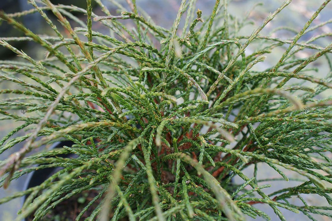 Tuja Whipcord Thuja plicata C3
