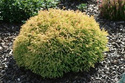 Tuja Golden Tuffet Thuja occidentalis P9