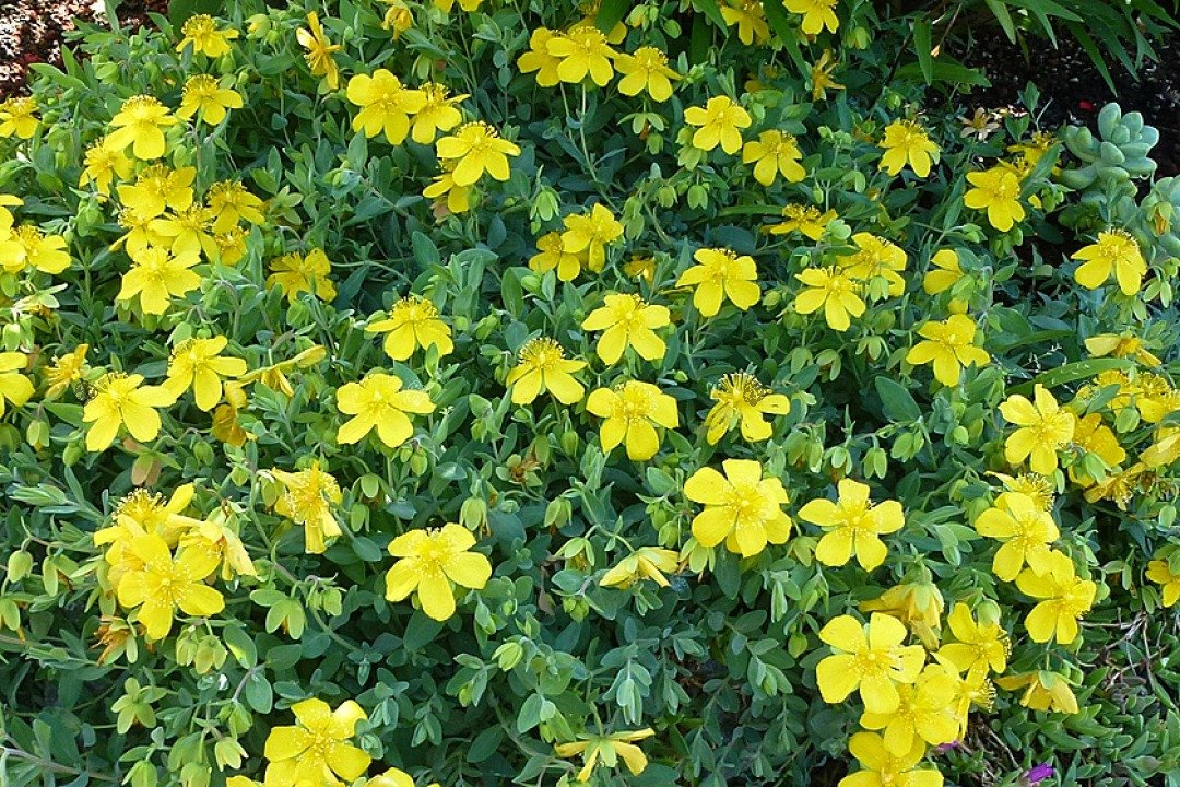 Dziurawiec gęstokwiatowy Buttercup Hypericum densiflorum P9