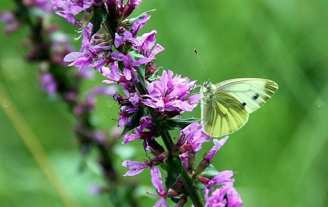 Krwawnica pospolita Rosy Gem Lythrum salicaria P9